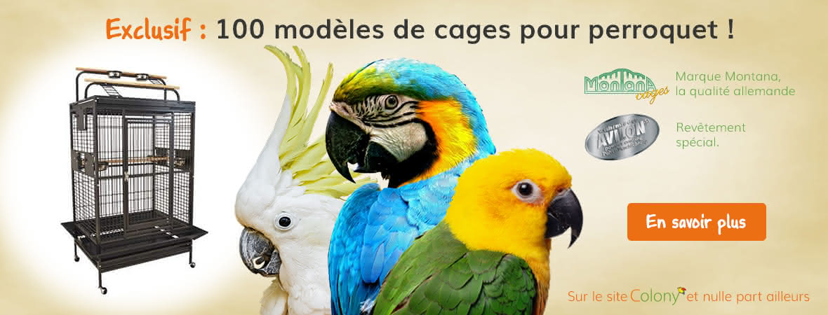 Perroquets et perruches Perroquets et perruches